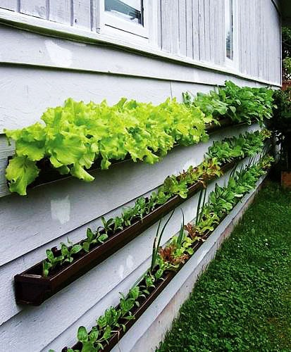 Horta vertical na parede externa da casa