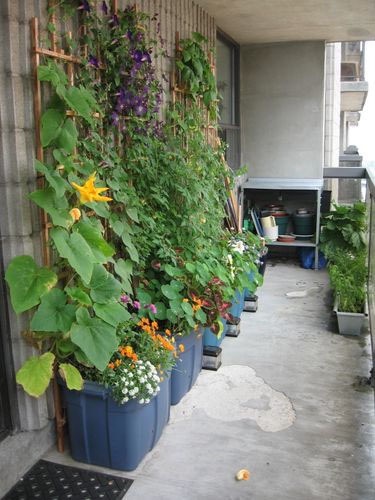 <b><a href="https://www.insideurbangreen.org/2009/09/toronto-sip-balcony-garden-in-the-sky.html">Cubas de plástico</a>: </b><span style="font-weight:400;">se preferir cultivar plantas maiores, </span><span style="font-weight:400;">estas cubas de plástico </span><span style="font-weight:400;">têm bastante espaço, além de um sistema de auto-irrigação. </span>