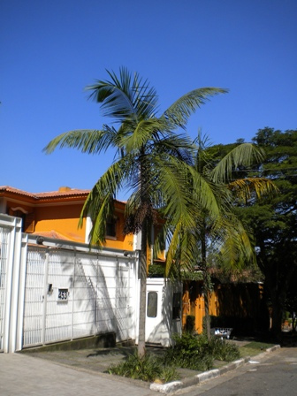 Palmito-Jussara. Porte-médio Palmito-Jussara. Porte-médio