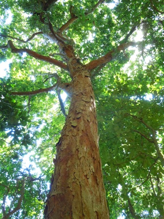 Pau-Brasil. Porte médio. Pau-Brasil. Porte médio.