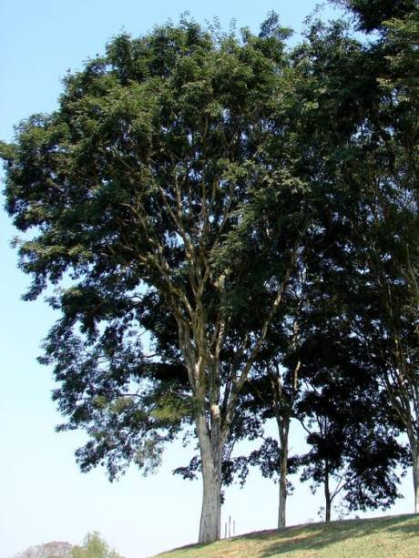 Pau-ferro. Porte grande. Pau-ferro. Porte grande.