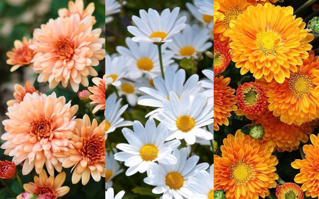 Saiba o que sua flor de aniversário diz sobre sua personalidade