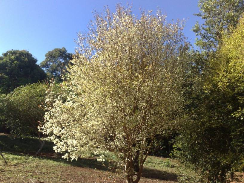 Pitangueira. Porte pequeno. Pitangueira. Porte pequeno.