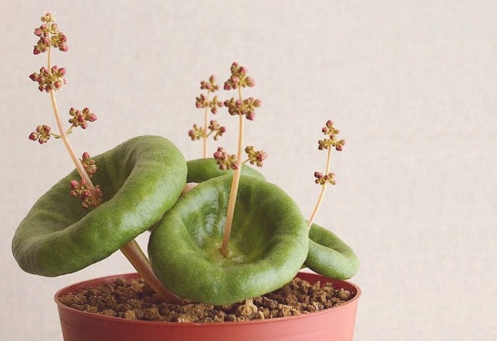 15 plantas para cultivar dentro de casa que você não conhece
