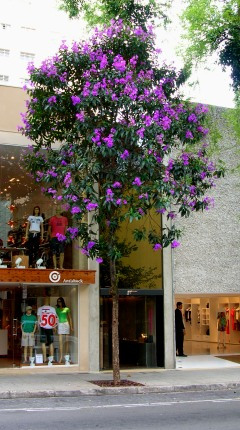 Quaresmeira. Porte médio. Quaresmeira. Porte médio.