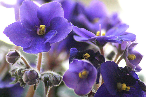 flor de aniversário; violeta
