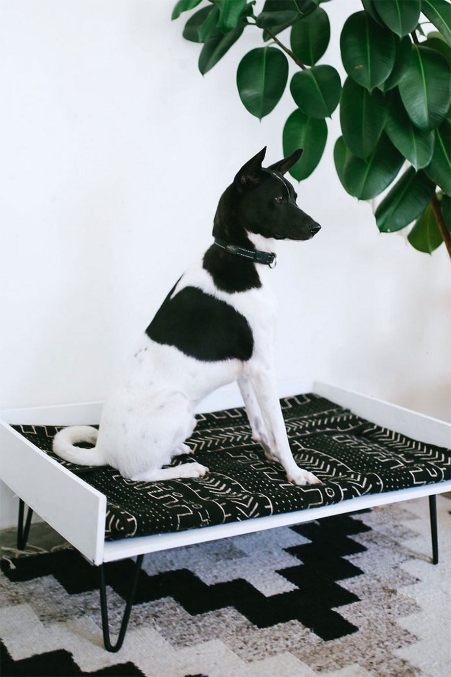 cama para cachorro