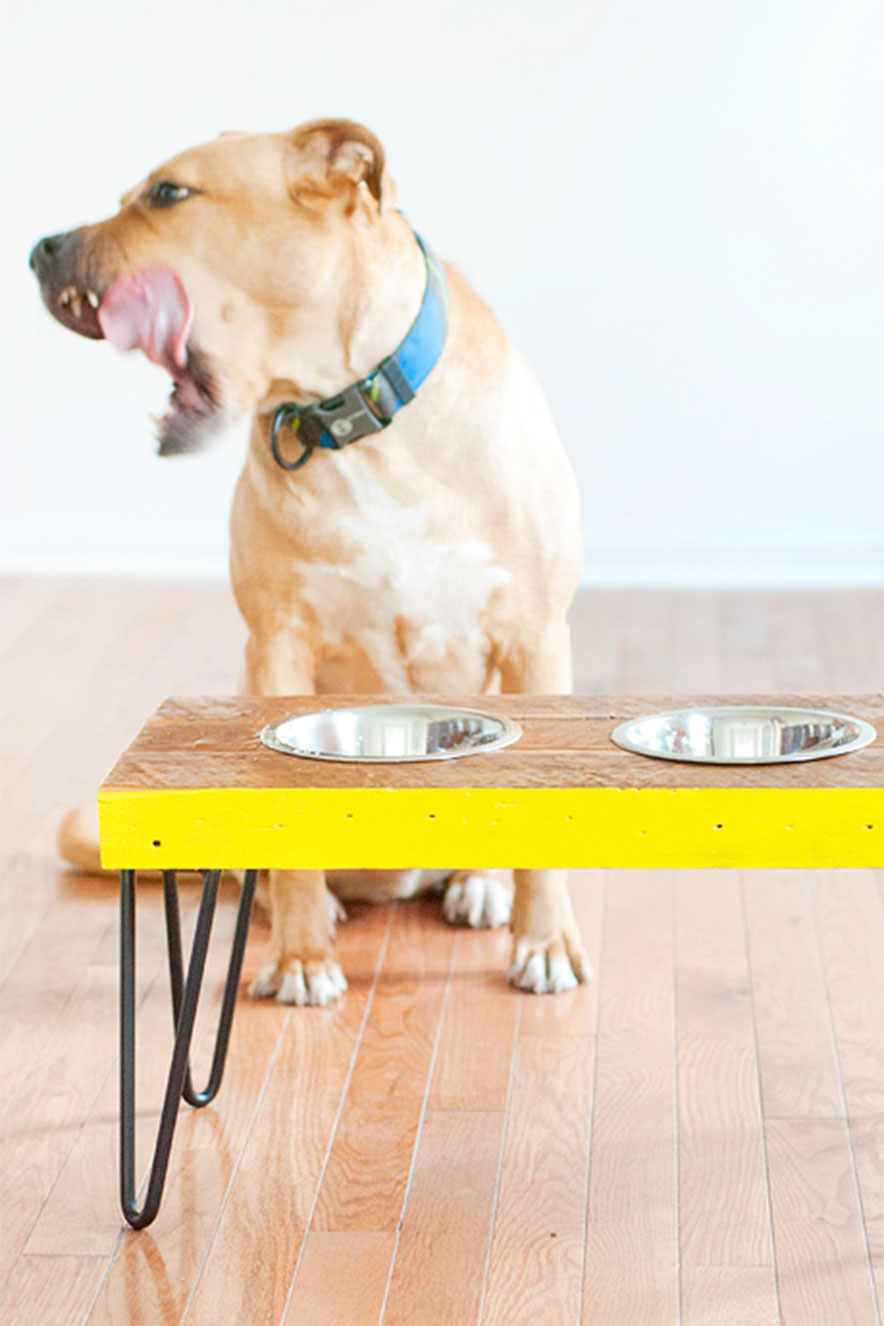 porta-comida cachorro