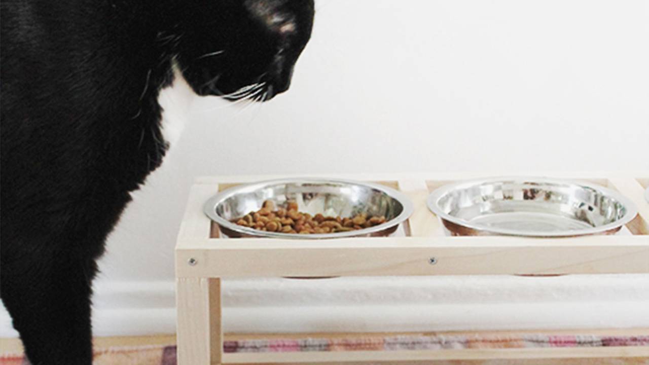 recipiente comida gato