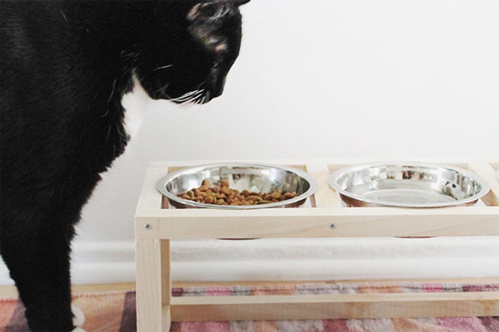recipiente comida gato