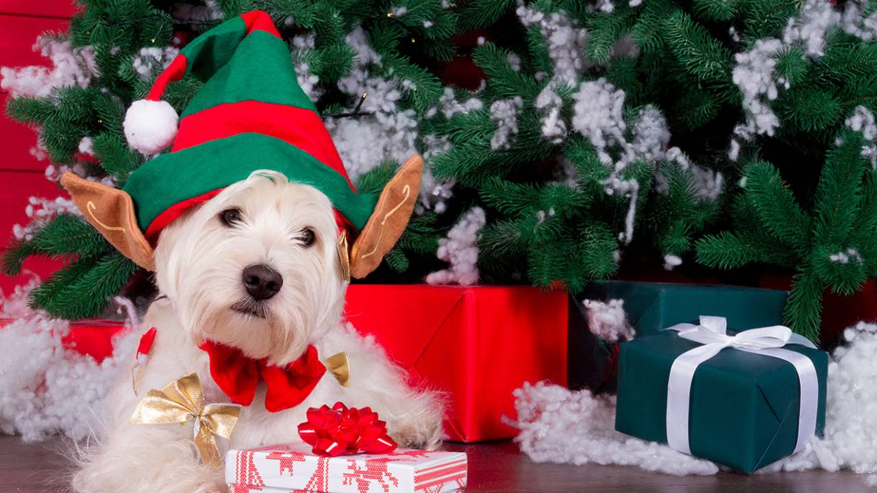 presentes de Natal para o seu bichinho de estimação