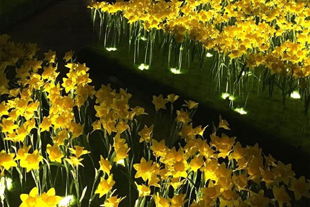 garden of light narcisos