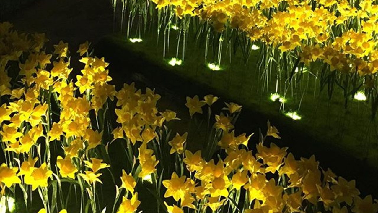 garden of light narcisos