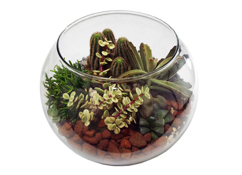 7 plantas que trazem bons fluidos para casa