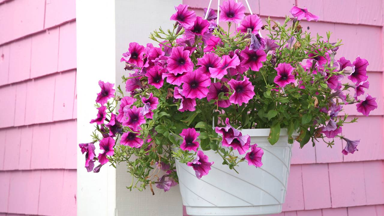 flores em cestas