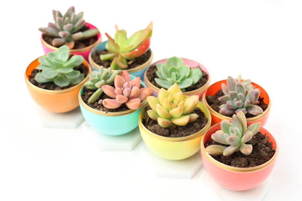 DIY para plantas