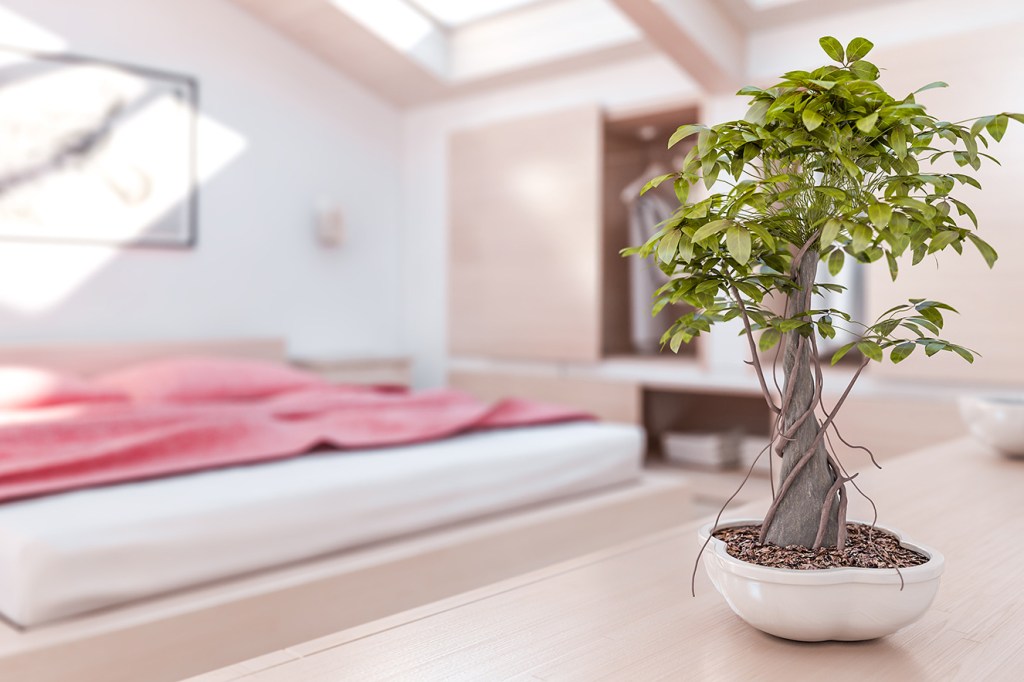 como cuidar de bonsai como cuidar de bonsai