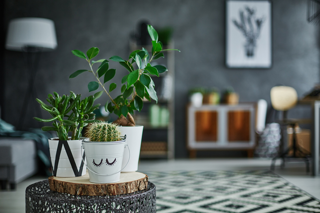 como cuidar de plantas