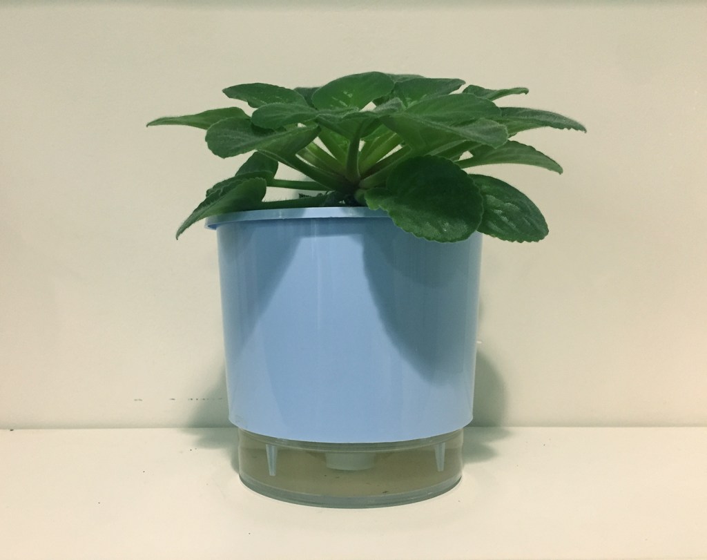 vaso de plantas autoirrigável azul