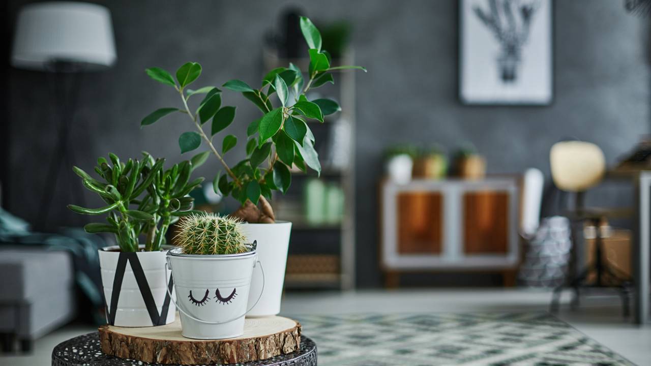 segredos de quem ama plantas