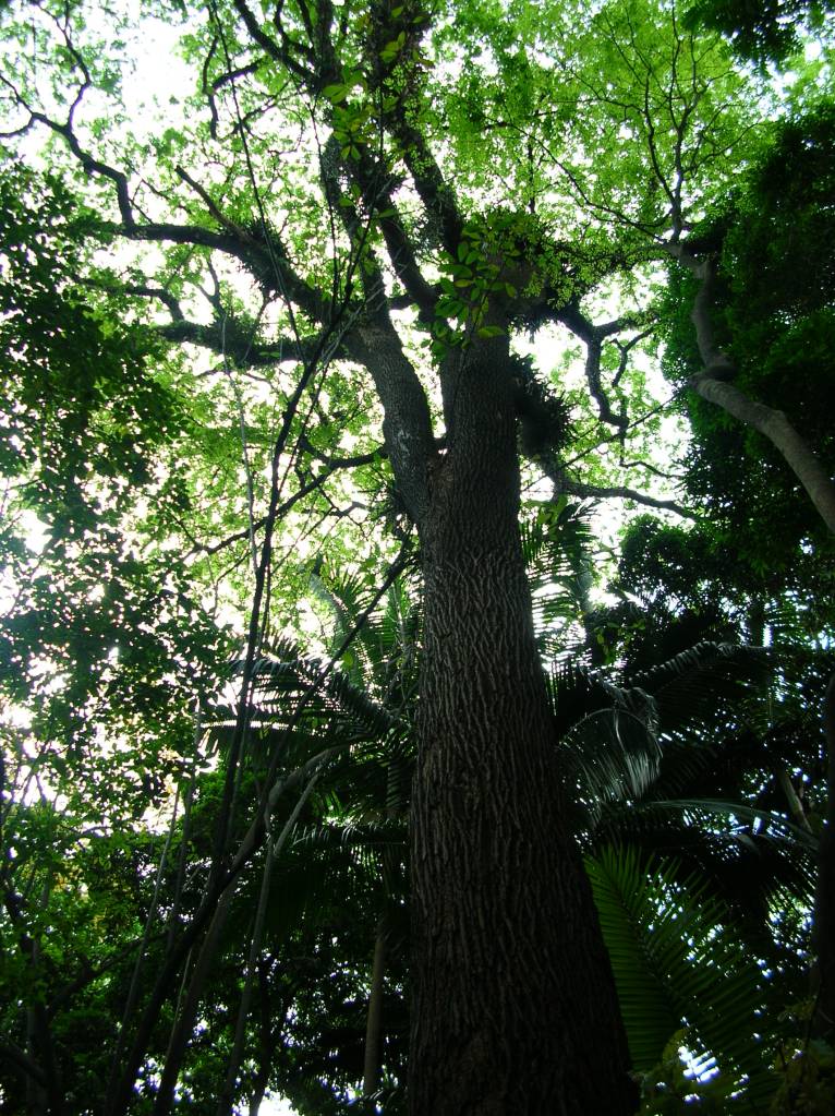 arvores-calçadas-ruas-arborizadas2 arvores-calçadas-ruas-arborizadas2