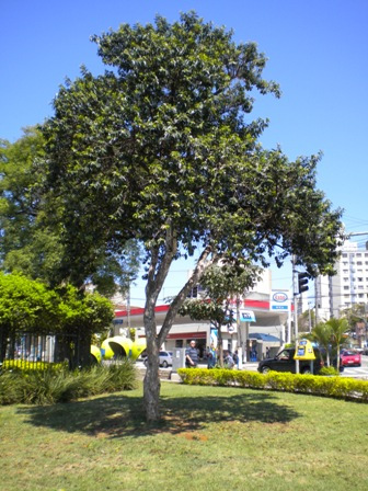Símbolo da cidade de São Paulo, o Cambuci corre risco de extinção. Ideal para calçadas médias, ele produz frutos saborosos e pode ter até 25 cm de diâmetro. Símbolo da cidade de São Paulo, o Cambuci corre risco de extinção. Ideal para calçadas médias, ele produz frutos saborosos e pode ter até 25 cm de diâmetro.