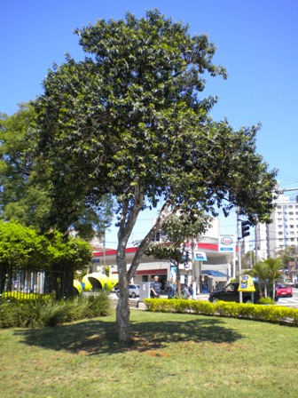 Símbolo da cidade de São Paulo, o Cambuci corre risco de extinção. Ideal para calçadas médias, ele produz frutos saborosos e pode ter até 25 cm de diâmetro.