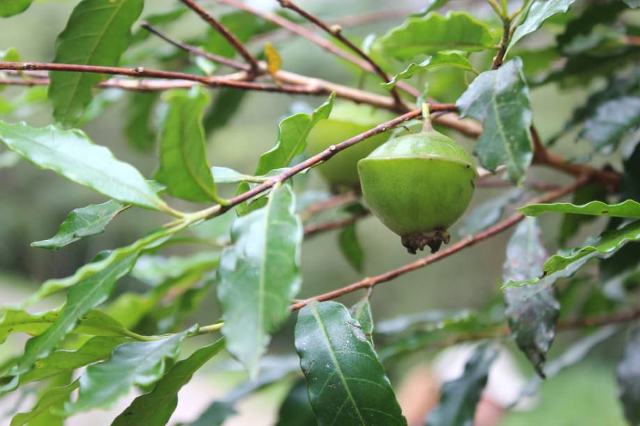 Símbolo da cidade de São Paulo, o Cambuci corre risco de extinção. Ideal para calçadas médias, ele produz frutos saborosos e pode ter até 25 cm de diâmetro.