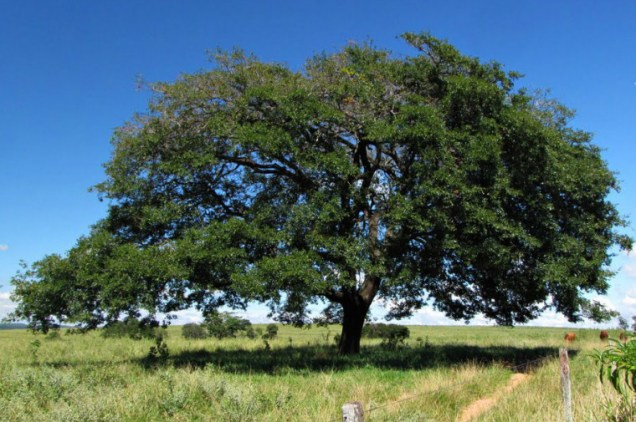 Ideal para calçadas largas, a Copaíba apresenta uma copa ampla. A árvore tem folhas médias e frutos pequenos, que atraem pássaros. Pode viver até dois séculos.