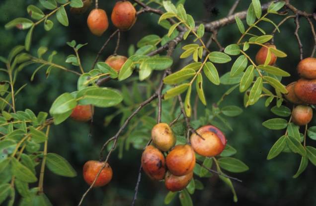 Ideal para calçadas largas, a Copaíba apresenta uma copa ampla. A árvore tem folhas médias e frutos pequenos, que atraem pássaros. Pode viver até dois séculos. Ideal para calçadas largas, a Copaíba apresenta uma copa ampla. A árvore tem folhas médias e frutos pequenos, que atraem pássaros. Pode viver até dois séculos.