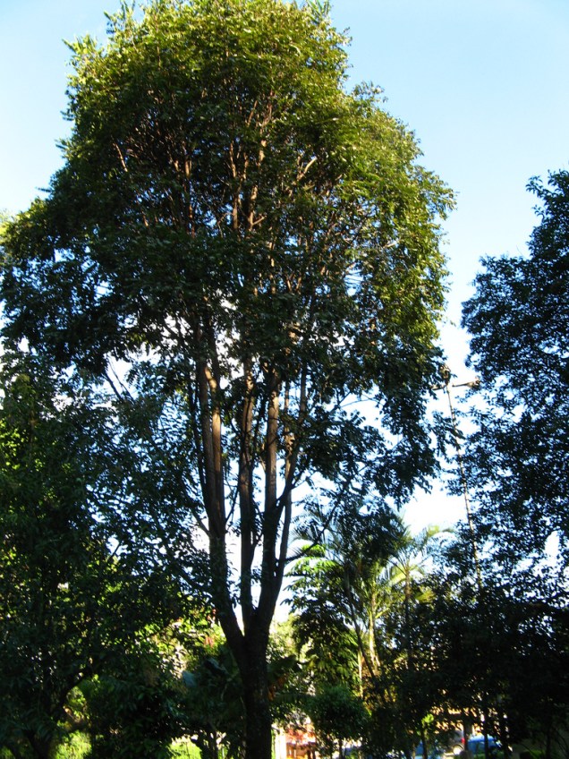 A madeira nobre do Cedro-Rosa é imponente. A árvore de crescimento rápido é ideal para calçadas médias.