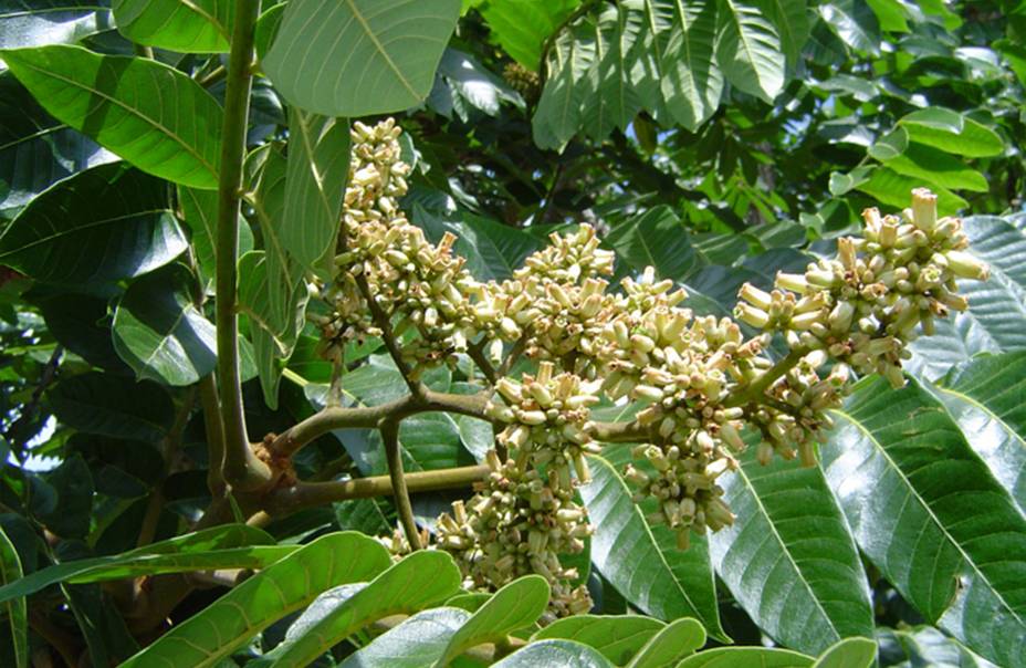 A madeira nobre do Cedro-Rosa é imponente. A árvore de crescimento rápido é ideal para calçadas médias.