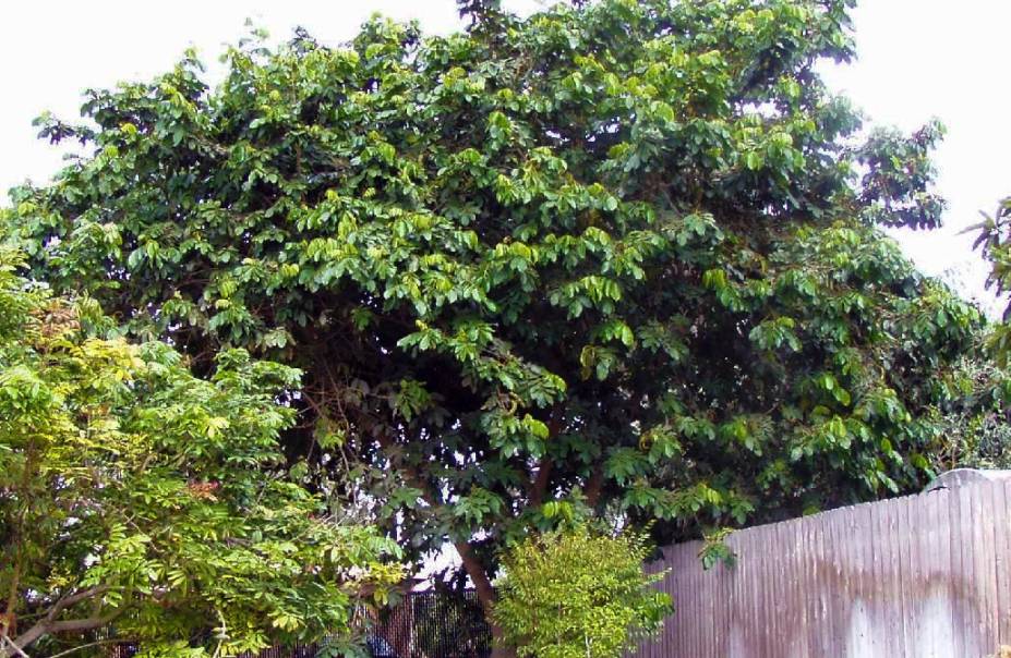 No passado, o Ingá já cobriu boa parte das margens dos rios paulistanos. A árvore frutífera cresce rápido e é perfeita para calçadas médias.