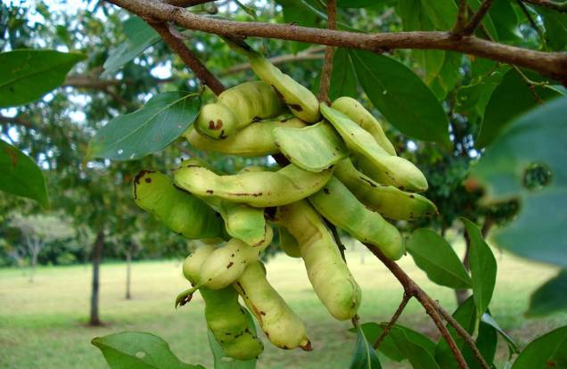 No passado, o Ingá já cobriu boa parte das margens dos rios paulistanos. A árvore frutífera cresce rápido e é perfeita para calçadas médias. No passado, o Ingá já cobriu boa parte das margens dos rios paulistanos. A árvore frutífera cresce rápido e é perfeita para calçadas médias.