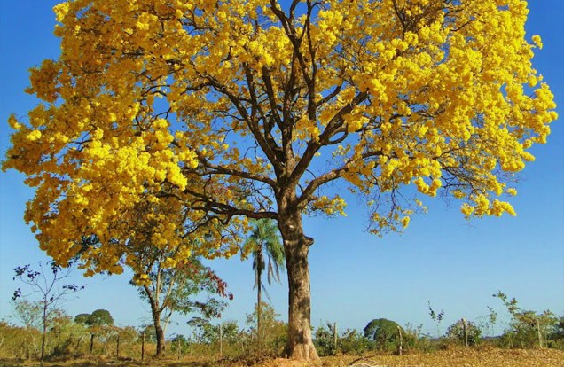 O Ipê Amarelo, ideal para calçadas estreitas, floresce em agosto. O tronco de madeira dura e resistente pode chegar até 4 metros de altura.