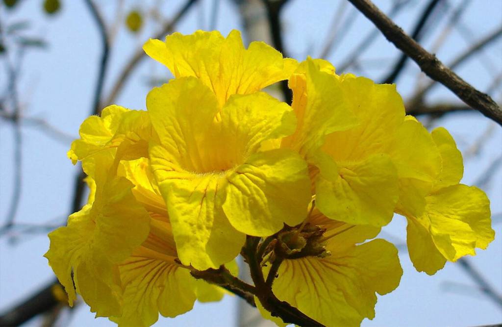 ipe-amarelo-flor-arvores-calçadas