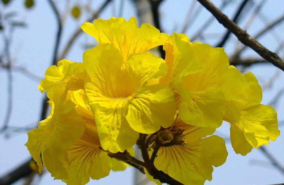 O Ipê Amarelo, ideal para calçadas estreitas, floresce em agosto. O tronco de madeira dura e resistente pode chegar até 4 metros de altura.