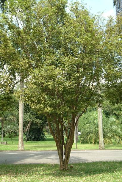 As Jabuticabeiras produzem frutos saborosos e são ideais para calçadas pequenas. De madeira resistente, funcionam bem em lugares úmidos e atraem aves.