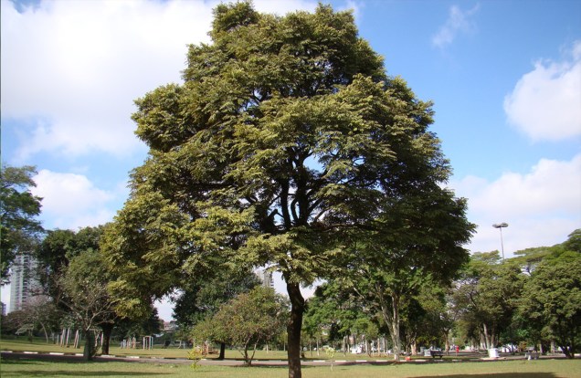 O Jacaradá-paulista cresce rápido e tem raízes profundas. Ideal para calçadas largas, possui copa ampla.