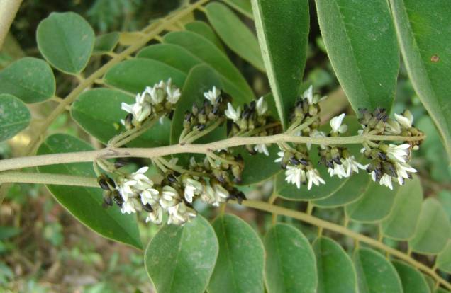 O Jacaradá-paulista cresce rápido e tem raízes profundas. Ideal para calçadas largas, possui copa ampla. O Jacaradá-paulista cresce rápido e tem raízes profundas. Ideal para calçadas largas, possui copa ampla.