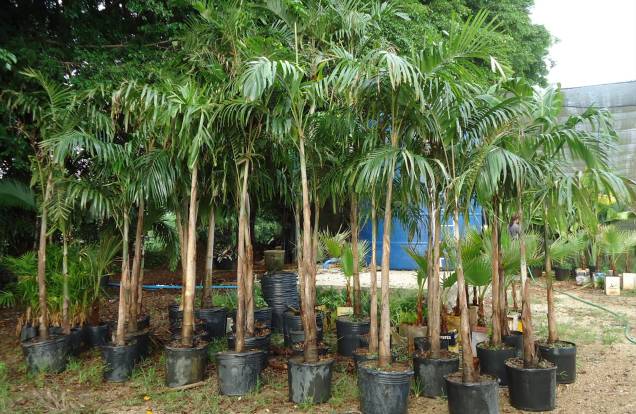 Conhecido como planta-mãe da Mata Atlântica, o Palmito Jussara é ideal para lugares de meia-sombra. A árvore imponente funciona bem em calçadas estreitas e corre risco de extinção. Conhecido como planta-mãe da Mata Atlântica, o Palmito Jussara é ideal para lugares de meia-sombra. A árvore imponente funciona bem em calçadas estreitas e corre risco de extinção.