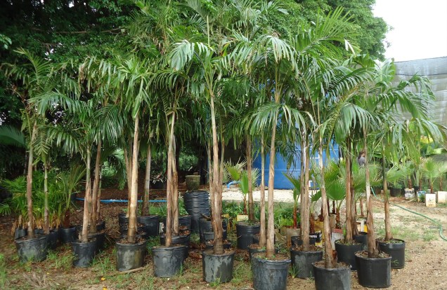Conhecido como planta-mãe da Mata Atlântica, o Palmito Jussara é ideal para lugares de meia-sombra. A árvore imponente funciona bem em calçadas estreitas e corre risco de extinção.