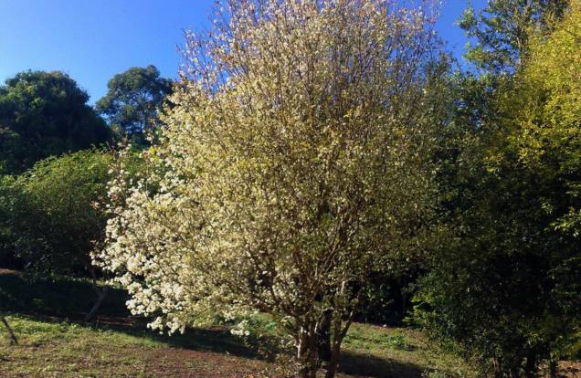 As Pintagueiras são árvores frutíferas e podem chegar até os 4 metros de altura. São ideais para calçadas estreitas e têm madeira resistente. Em setembro, fica coberta por flores brancas, logo depois nascem os frutos vermelhos e laranjas. As Pintagueiras são árvores frutíferas e podem chegar até os 4 metros de altura. São ideais para calçadas estreitas e têm madeira resistente. Em setembro, fica coberta por flores brancas, logo depois nascem os frutos vermelhos e laranjas.