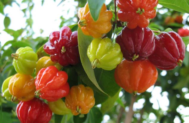 As Pintagueiras são árvores frutíferas e podem chegar até os 4 metros de altura. São ideais para calçadas estreitas e têm madeira resistente. Em setembro, fica coberta por flores brancas, logo depois nascem os frutos vermelhos e laranjas. As Pintagueiras são árvores frutíferas e podem chegar até os 4 metros de altura. São ideais para calçadas estreitas e têm madeira resistente. Em setembro, fica coberta por flores brancas, logo depois nascem os frutos vermelhos e laranjas.