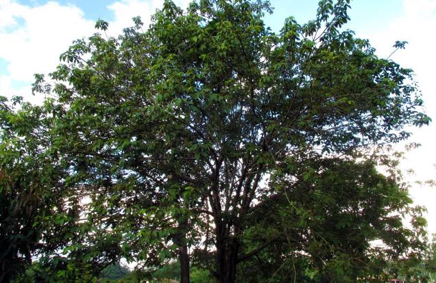 O Tarumã do Cerrado é uma árvore escultural, que produz frutos comestíveis parecidos com uma azeitona preta. É ideal para calçadas médias. O Tarumã do Cerrado é uma árvore escultural, que produz frutos comestíveis parecidos com uma azeitona preta. É ideal para calçadas médias.