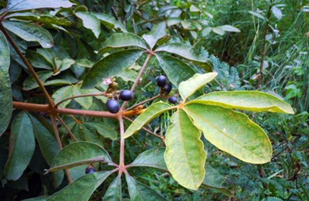O Tarumã do Cerrado é uma árvore escultural, que produz frutos comestíveis parecidos com uma azeitona preta. É ideal para calçadas médias.