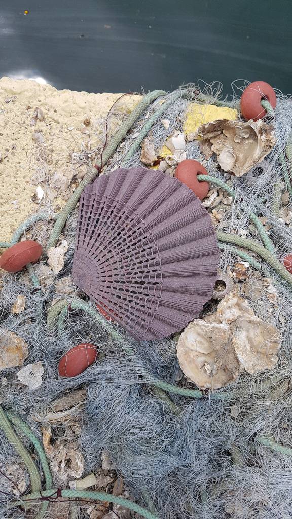 2_The-New-Raw_Second-Nature_seashell_Pecten-Jacobeaus-©The-New-Raw 2_The-New-Raw_Second-Nature_seashell_Pecten-Jacobeaus-©The-New-Raw
