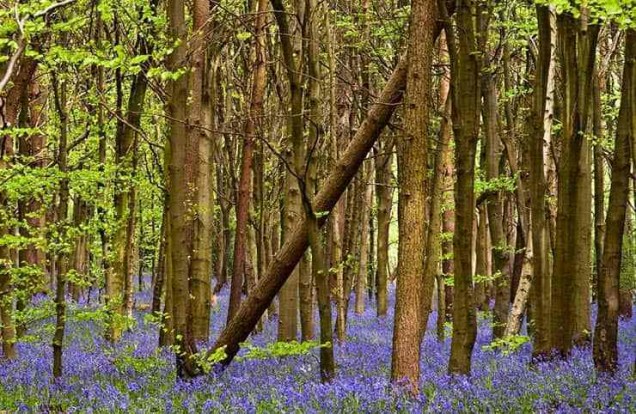Floresta de Whippendell - Reino Unido | Floresta de Naboo. A floresta de Naboo, onde Jar Jar Binks encontrou Qui-Gon e Obi-Wan pela primeira vez existe de verdade! O local fica na Inglaterra, e é conhecido como Floresta de Whippendell. As árvores centenárias do local conferiram uma bela paisagem ao encontro.