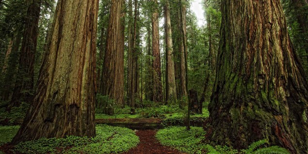 Parques Redwood - Estados Unidos | Endor. Endor, uma pequena lua florestal, precisava de uma área repleta de verde para contextualizar ainda mais o local que foi lar dos Ewok. Localizado no norte da Califórnia, os Parques Nacionais e Estaduais de Redwood são abertos para visitação e repletos de uma vegetação exuberante. Os 32 quilômetros de trilha do local podem ser explorados a pé ou de bicicleta.