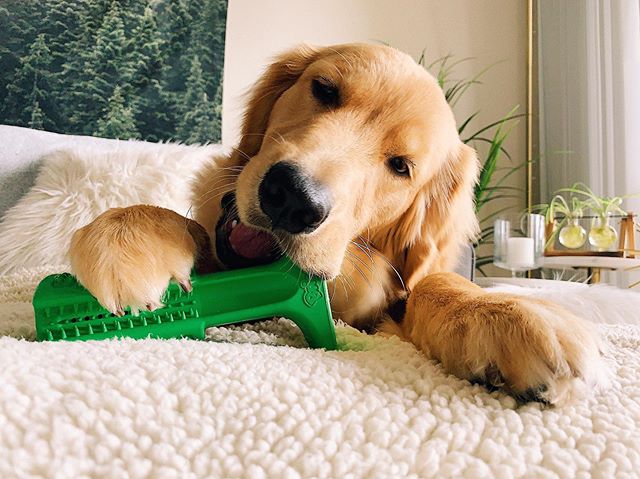 Um brinquedo para ajudar o seu cão a escovar os dentes